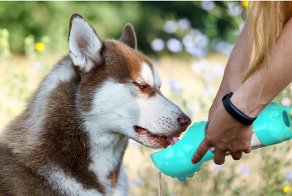 Multi-functional Water Bottle