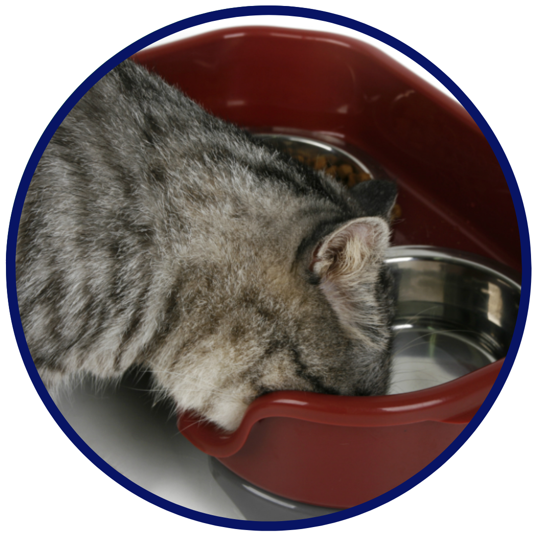 Splashproof Feeding Bowls